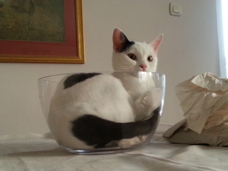 and Lucky!  Of course.