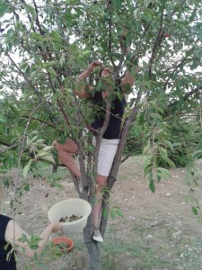 Picking Cherries in Ankara