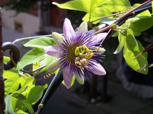 Waterloo - where my passion for Passion Flowers began!