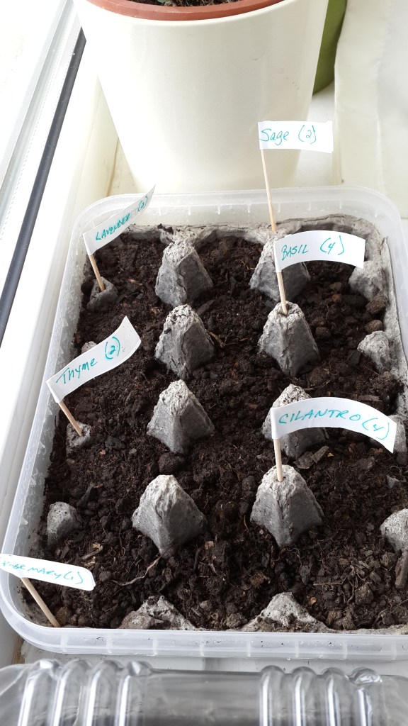 Seeds for Herbs in an Egg Carton