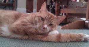 561011_3512697618064_1601983300_n